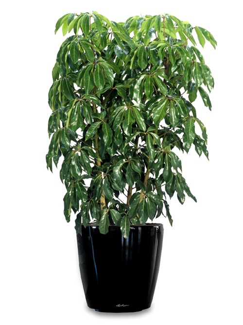 Indoor Plant Hire Melbourne